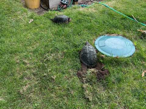 Two turtles on a grassy lawn near a blue septic tank cover, with raised garden beds and potted tomato plants in the background.