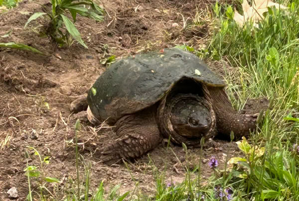 A snapping turtle with a dark shell is on a patch of dirt surrounded by green plants and grass.