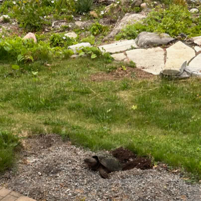 Snapping turtle by a grassy area with a small patch of dirt, rocks, and a body of water in the background.