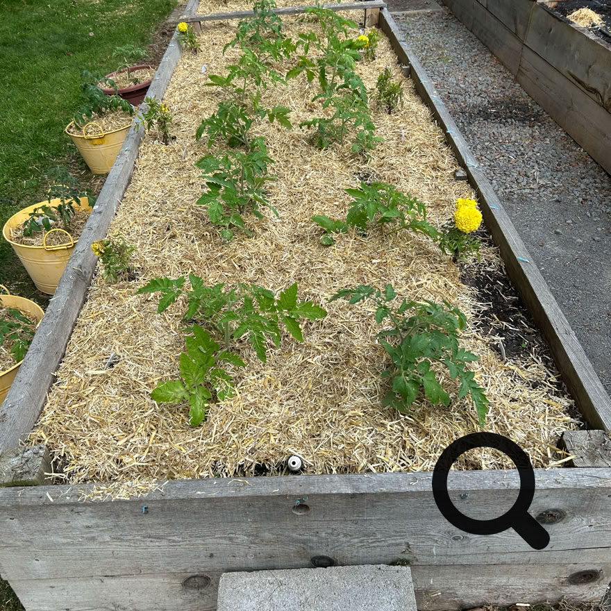 A raised garden bed with rows of small tomato plants, surrounded by mulch, and a concrete block at the front.