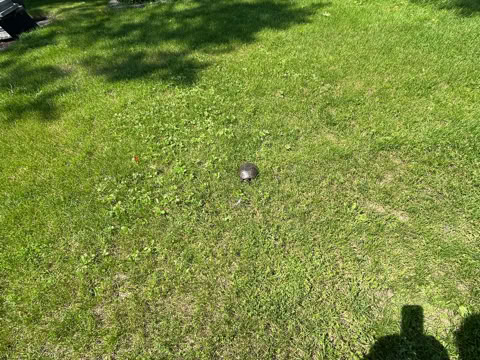 A grassy lawn with a small turtle in the center, surrounded by trees and a shadow in the foreground.