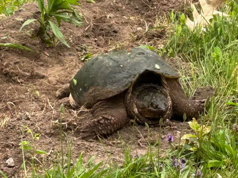 A snapping turtle with a dark shell is on a patch of dirt surrounded by green plants and grass.