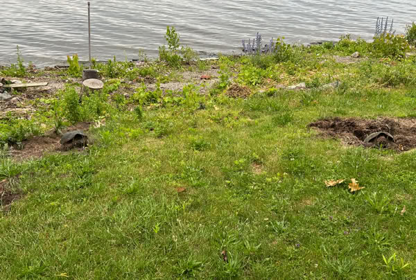 Two snapping turtles digging nests on a grassy area with patches of dirt and scattered plants near a body of water.