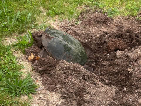 A snapping turtle digging a nest partially buried in a patch of dirt surrounded by grass.
