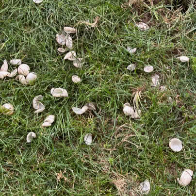 Scattered white turtle shells on green grass dug up by a predator.