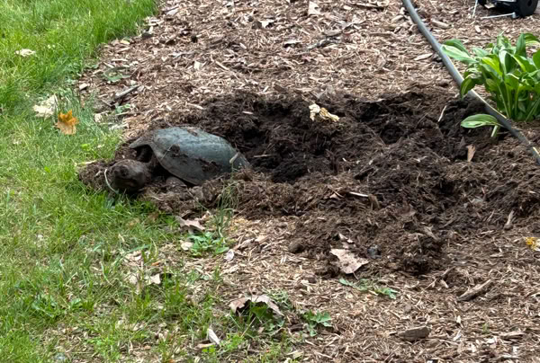 A turtle partially buried in dirt near a garden bed with green grass and a hose visible in the background.