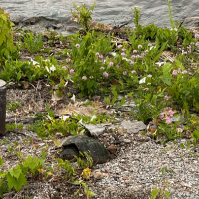 A snapping turtle on a rocky and grassy shoreline near water, surrounded by green plants and small pink flowers.