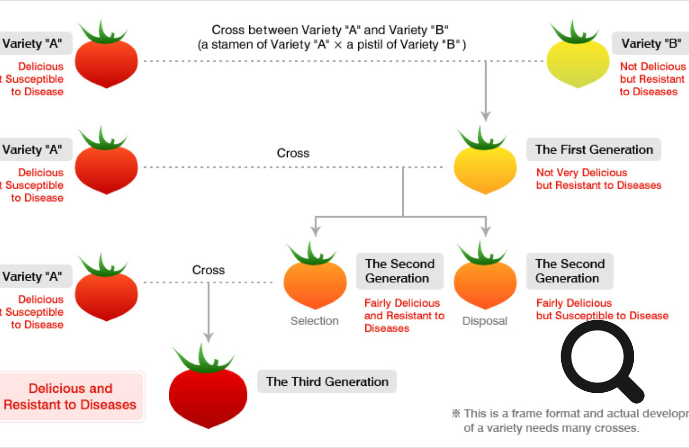 Diagram showing the crossbreeding process of tomatoes, with different colored tomatoes representing various generations and selections, labeled with text indicating safety and selection criteria.