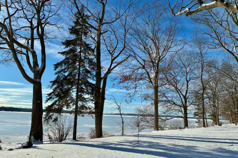 A snowy landscape with bare trees and a clear blue sky.