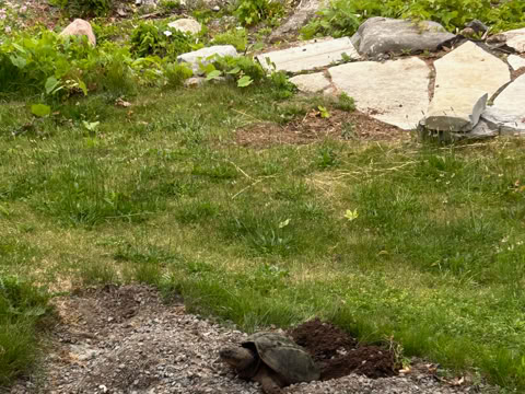 Snapping turtle by a grassy area with a small patch of dirt, rocks, and a body of water in the background.
