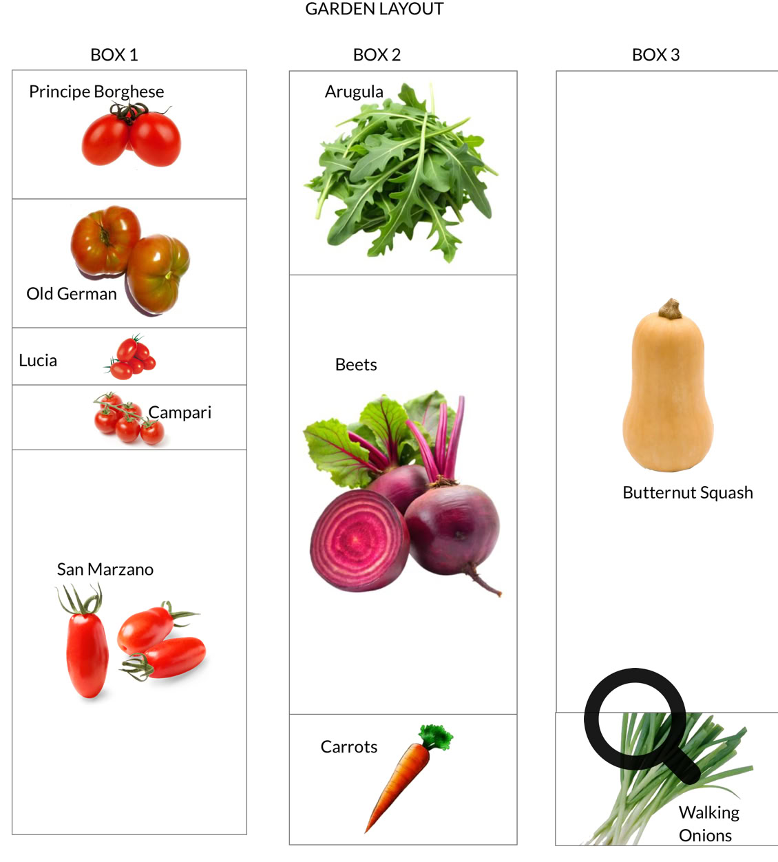 Garden layout diagram with three boxes. Box 1 contains images of Principe Borghese tomatoes, Old German tomatoes, Lolla tomatoes, Campers tomatoes, and San Marzano tomatoes. Box 2 contains arugula, beets, and carrots. Box 3 contains butternut squash and walking onions.
