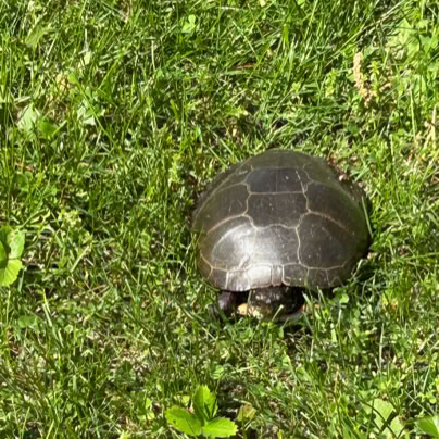 A turtle on green grass.