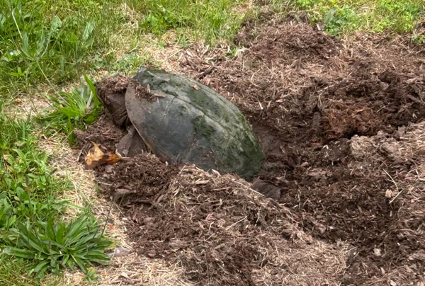 A snapping turtle digging a nest partially buried in a patch of dirt surrounded by grass.