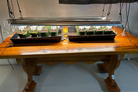 A wooden table with two trays of small potted plants under a hanging grow light.