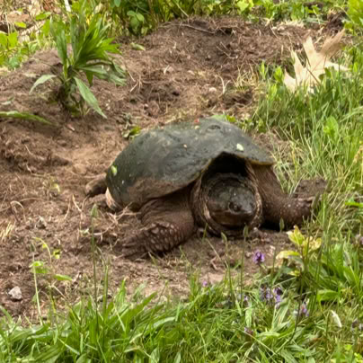 A snapping turtle with a dark shell is on a patch of dirt surrounded by green plants and grass.