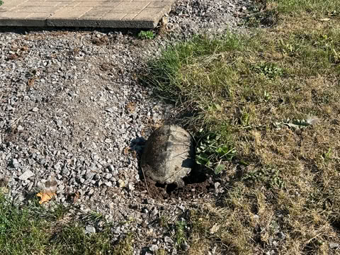 A turtle digging a nest in a grassy area next to a gravel path, with a stack of bricks in the background.
