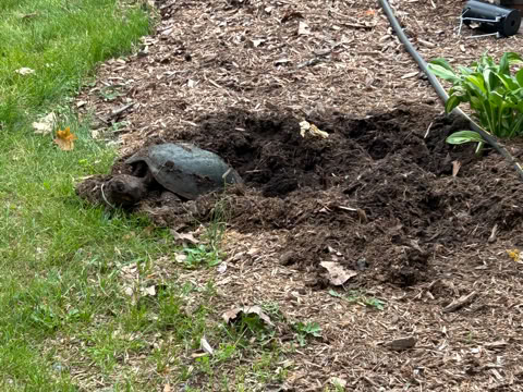 A turtle partially buried in dirt near a garden bed with green grass and a hose visible in the background.