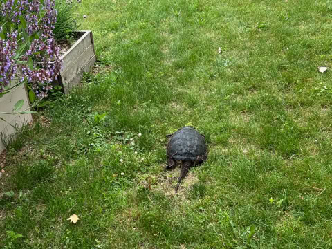 A snapping turtle walking on a grassy lawn near a wooden planter with a chive plant with purple flowers, with a body of water in the background.