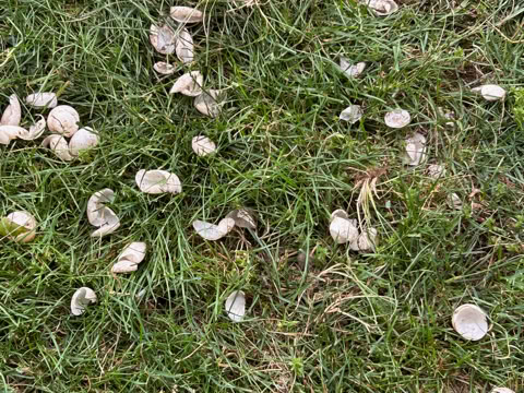Scattered white turtle shells on green grass dug up by a predator.