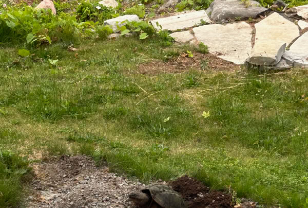 Snapping turtle by a grassy area with a small patch of dirt, rocks, and a body of water in the background.