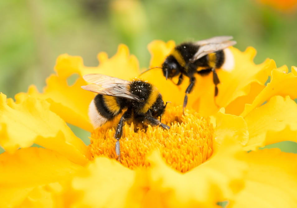 Two bumblebees on a bright yellow flower with a blurred green background.