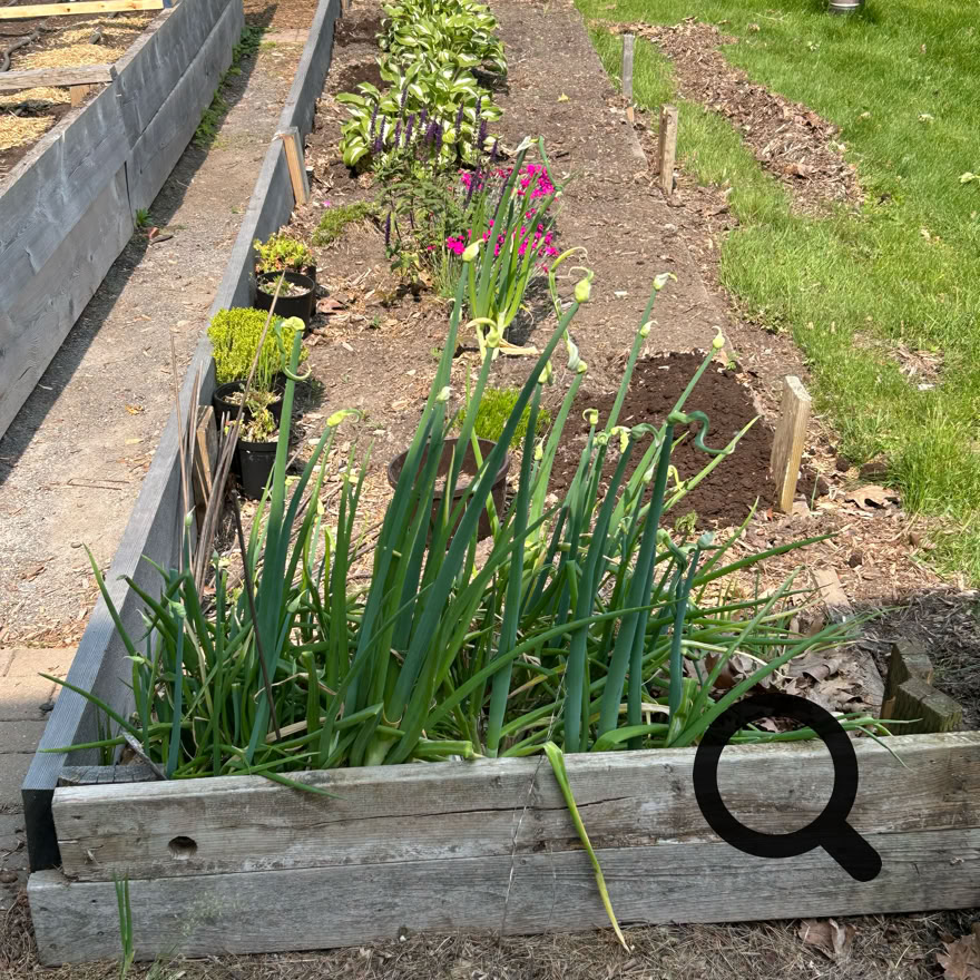 A raised garden bed with green plants and flowers, surrounded by grass and a wooden border.