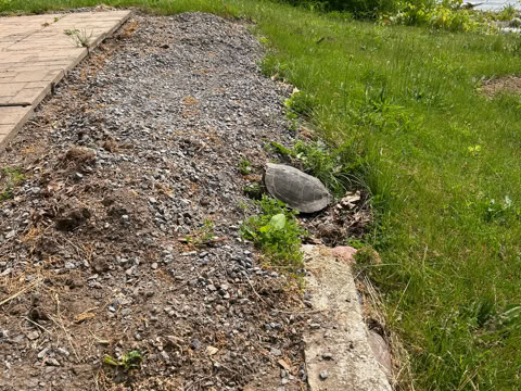 A turtle on a gravel bank near a grassy area with a body of water in the background.