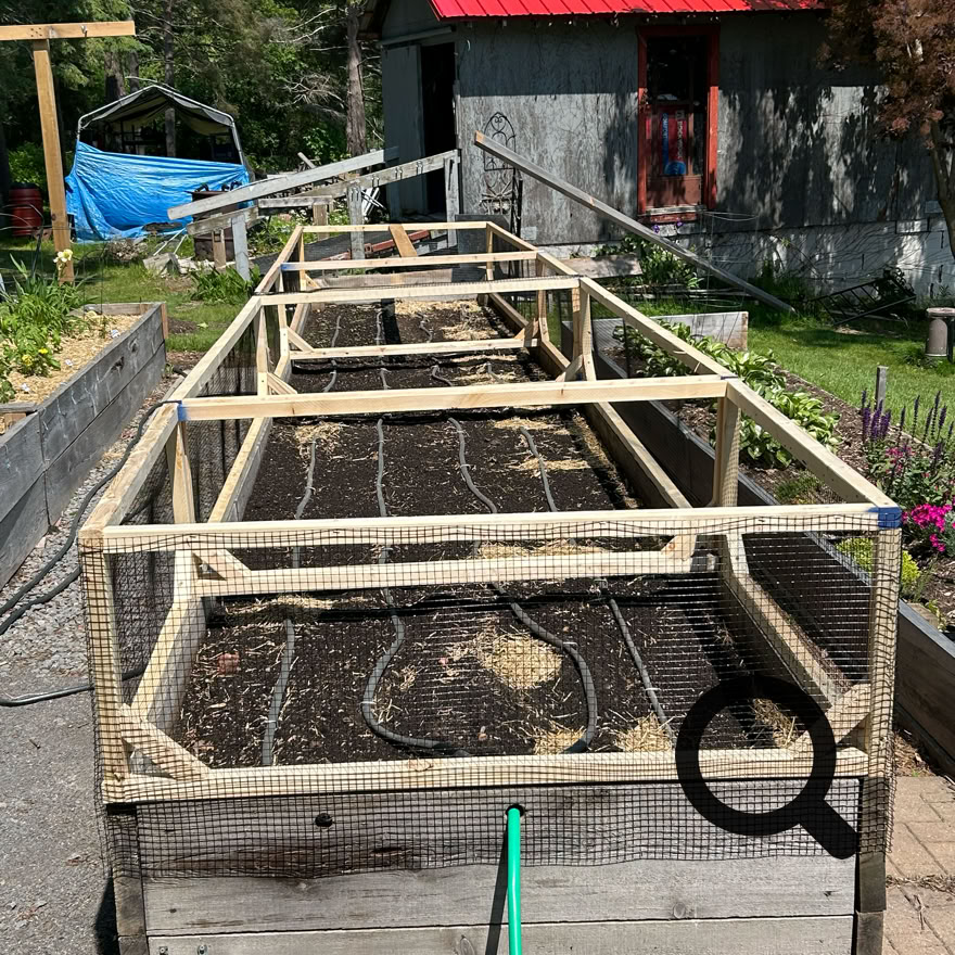 Raised garden beds with wooden frames and soil, a hose in the foreground, and a shed with a red roof in the background.