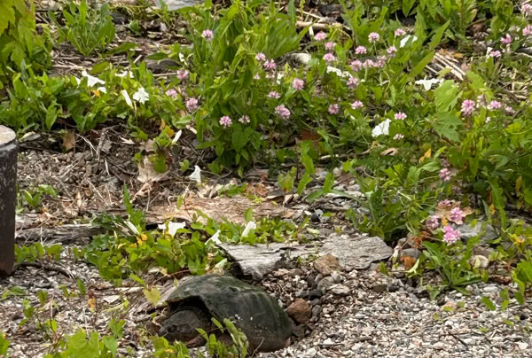 A snapping turtle on a rocky and grassy shoreline near water, surrounded by green plants and small pink flowers.