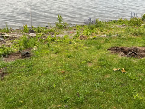 Two snapping turtles digging nests on a grassy area with patches of dirt and scattered plants near a body of water.