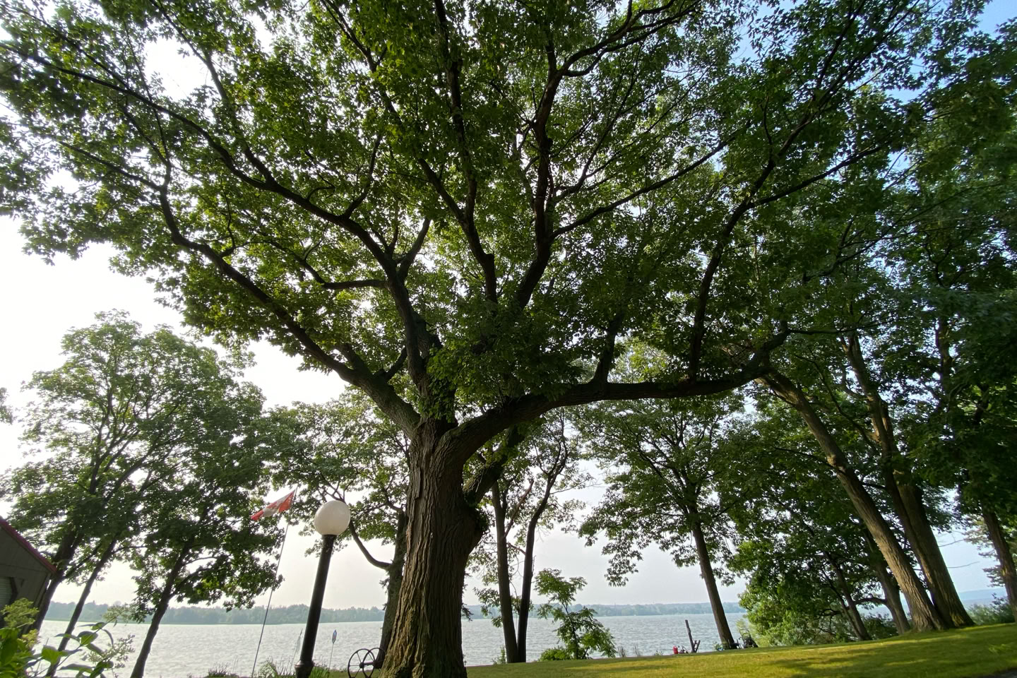 A large tree with sprawling branches stands near a body of water, surrounded by grass and other trees.