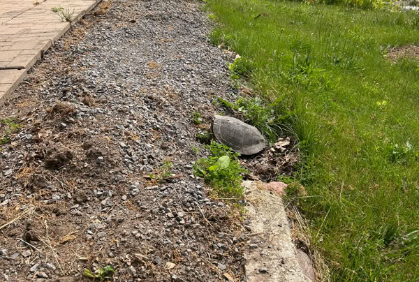 A turtle on a gravel bank near a grassy area with a body of water in the background.