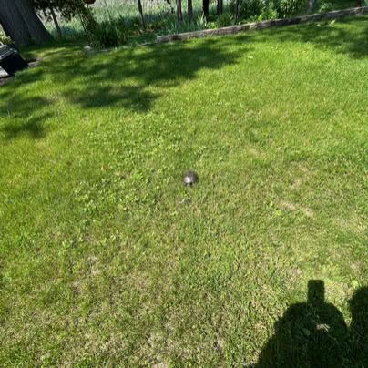 A grassy lawn with a small turtle in the center, surrounded by trees and a shadow in the foreground.
