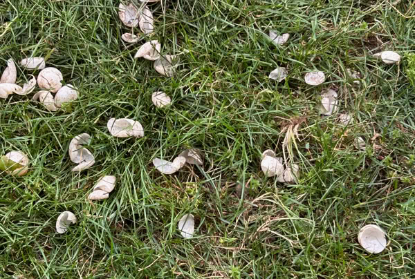 Scattered white turtle shells on green grass dug up by a predator.