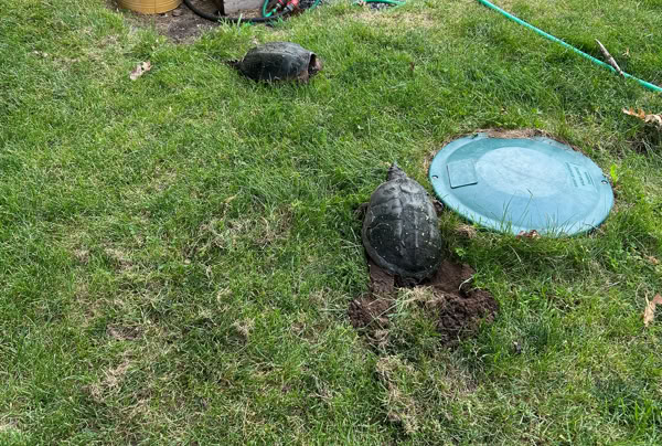Two turtles on a grassy lawn near a blue septic tank cover, with raised garden beds and potted tomato plants in the background.