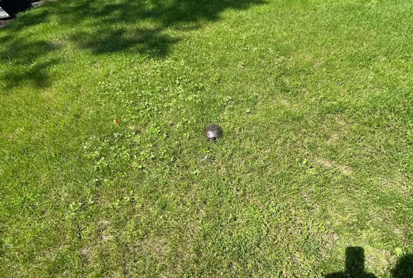 A grassy lawn with a small turtle in the center, surrounded by trees and a shadow in the foreground.