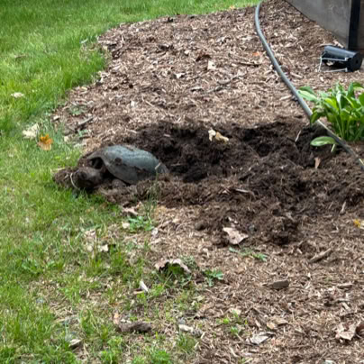 A turtle partially buried in dirt near a garden bed with green grass and a hose visible in the background.