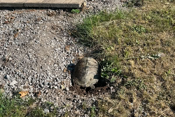 A turtle digging a nest in a grassy area next to a gravel path, with a stack of bricks in the background.