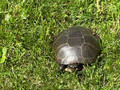 A turtle on green grass.