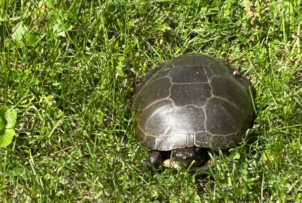 A turtle on green grass.