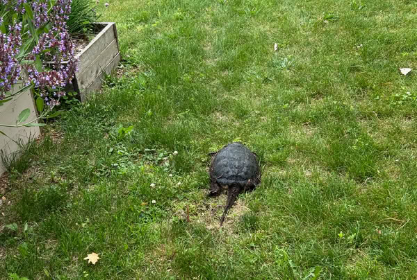 A snapping turtle walking on a grassy lawn near a wooden planter with a chive plant with purple flowers, with a body of water in the background.