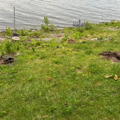 Two snapping turtles digging nests on a grassy area with patches of dirt and scattered plants near a body of water.