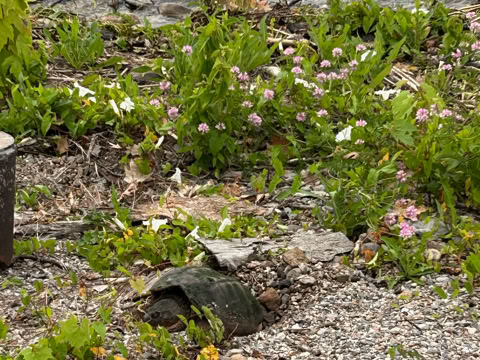 A snapping turtle on a rocky and grassy shoreline near water, surrounded by green plants and small pink flowers.